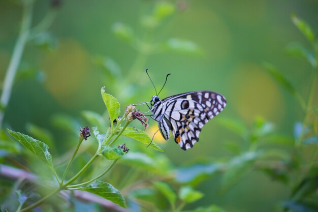 Papillon Sur La Plante