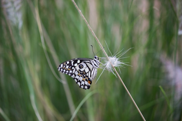 Papillon sur la plante