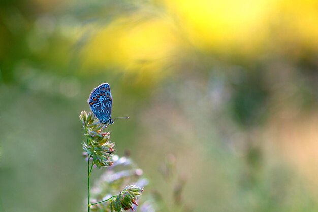 Photo papillon sur une plante