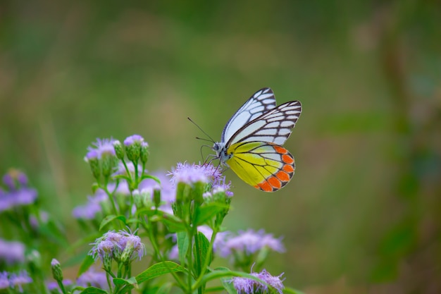 Papillon sur les plantes à fleurs