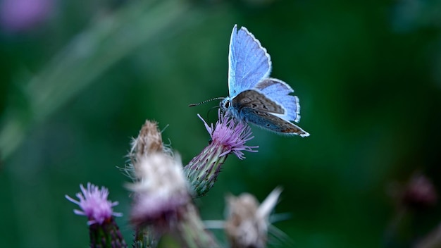 Un papillon pollinise une fleur pourpre.