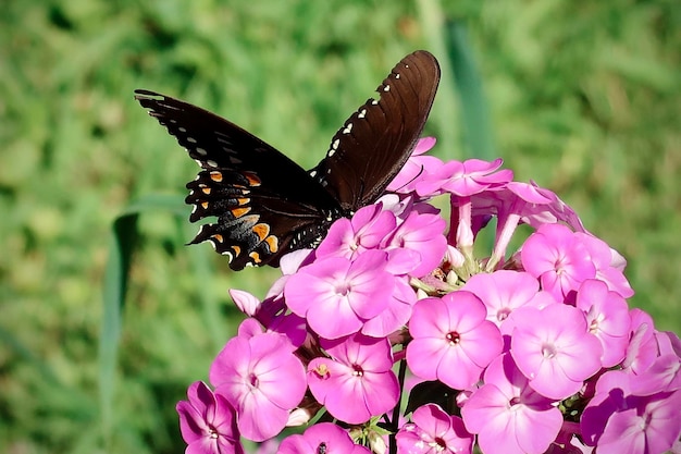 Photo un papillon pollinise une fleur rose.