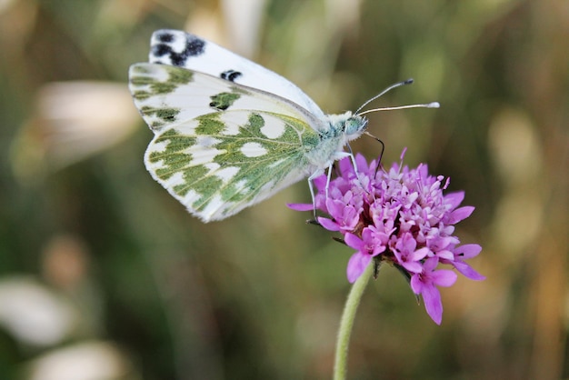 Un papillon pollinise une fleur rose.