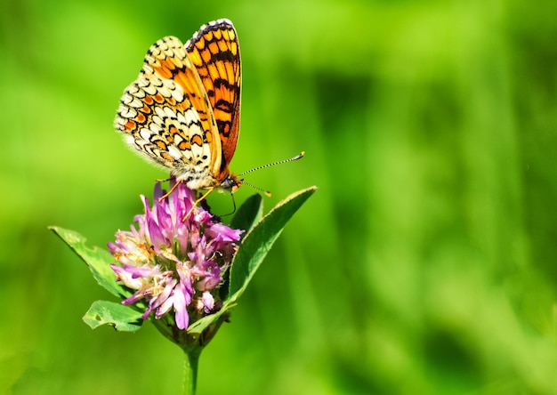 Un papillon pollinise une fleur violette.