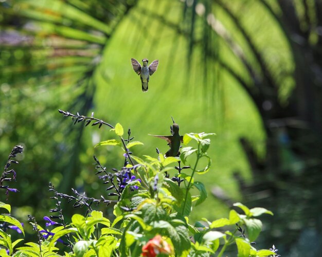 Photo un papillon pollinise une fleur.