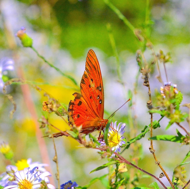 Photo un papillon pollinise une fleur.