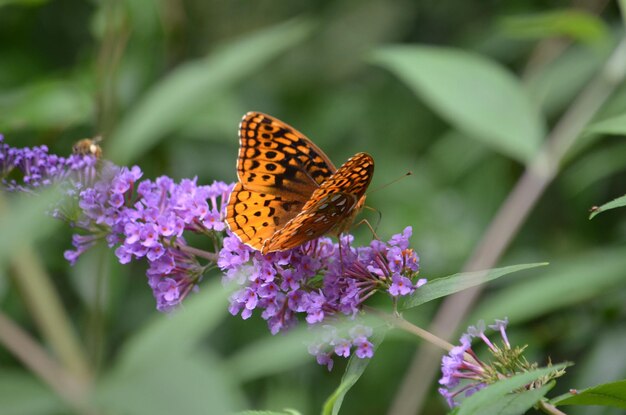 Un papillon pollinise une fleur.