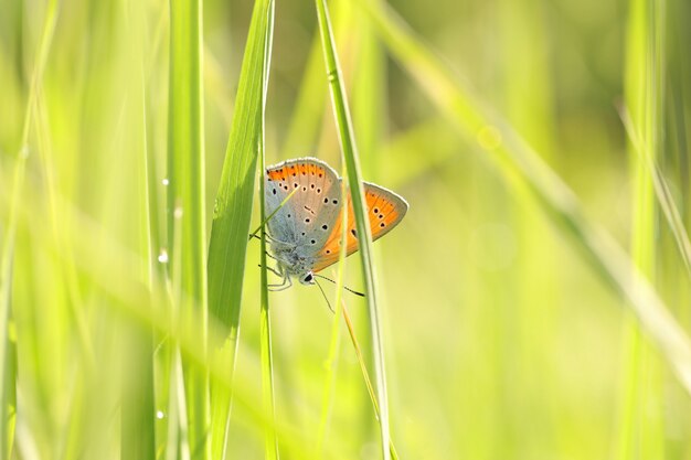 Papillon sur une prairie de printemps au soleil