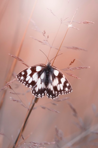 Papillon sur un pré d'été