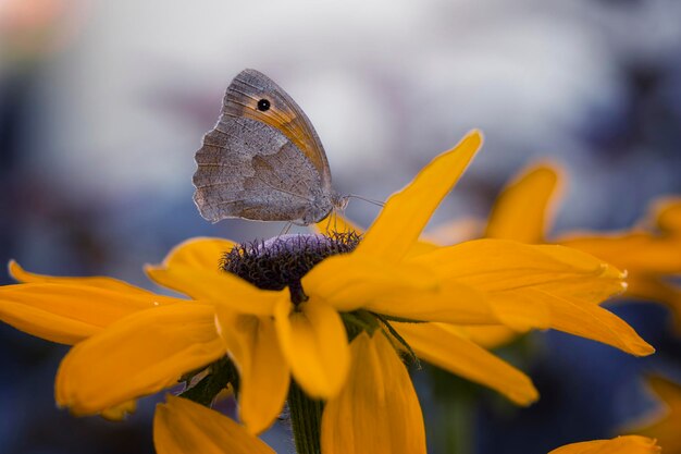 Papillon sur un pré d'été