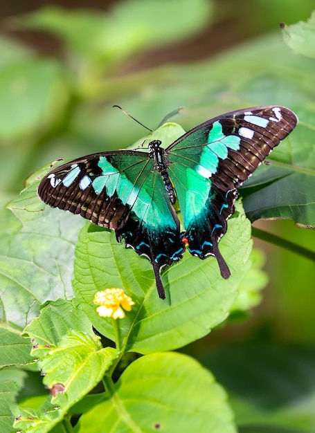 Papillon à queue d'hirondelle émeraude ou paon vert assis sur une feuille verte
