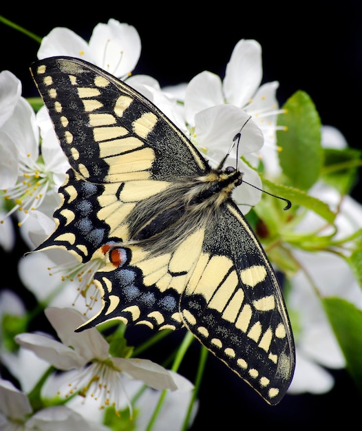 Un papillon qui est sur une fleur