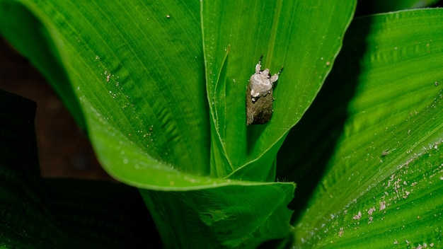 Papillon qui mange des feuilles de maïs