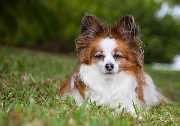 Le papillon de race de chien se trouve dans l'herbe.