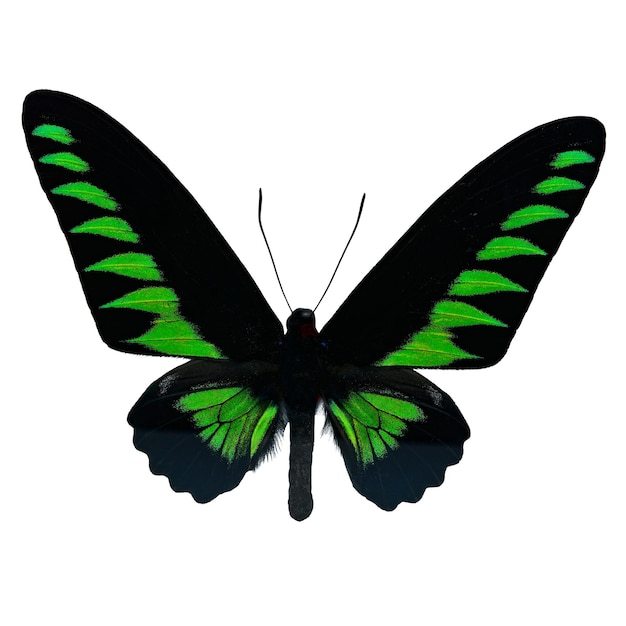 Papillon Rajah Brookiana