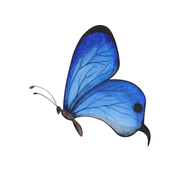 Papillon réaliste bleu avec des ailes détaillées isolées Illustration d'insecte réaliste dessinée à la main à l'aquarelle pour la conception