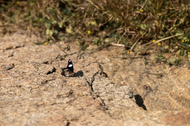 Photo un papillon sur un rocher avec un visage blanc et des marques noires sur ses ailes.