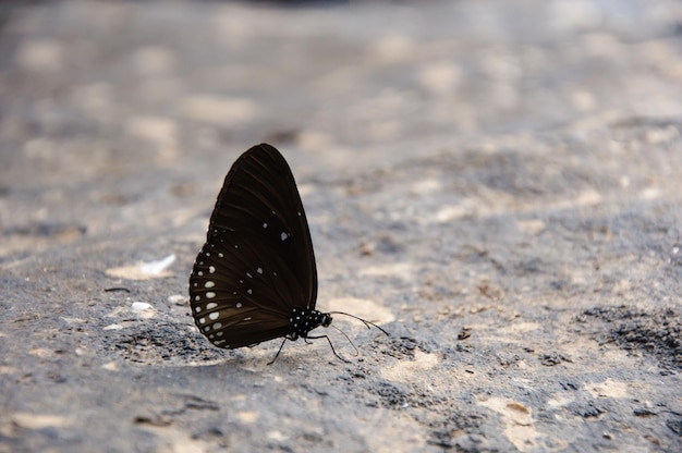 Papillon sur les rochers