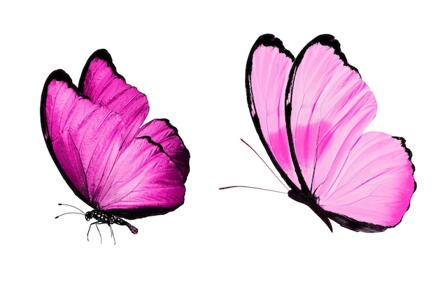 Papillon rose. insecte naturel. isolé sur fond blanc