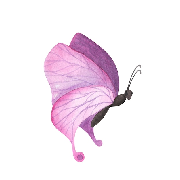 Papillon rose violet clair avec des ailes détaillées isolées Illustration d'insecte réaliste dessinée à la main à l'aquarelle pour la conception