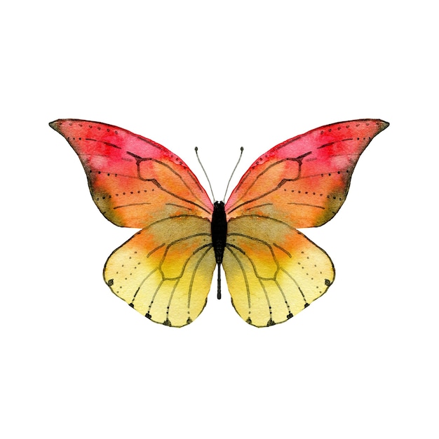 Papillon rouge aquarelle