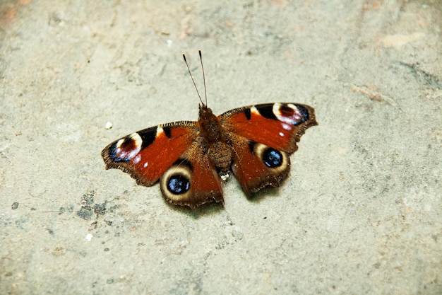 Papillon rouge sur un mur blanc en béton