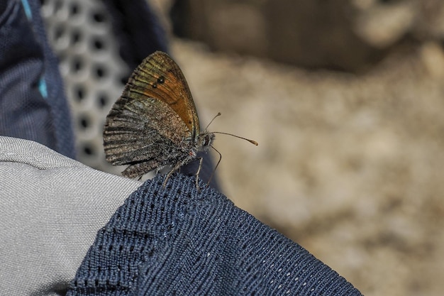 Papillon se bouchent dans les dolomites