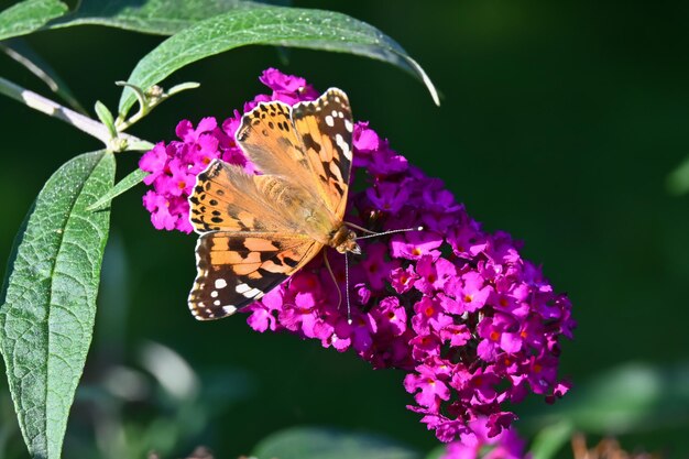 Le papillon se repose sur une fleur dans le jardin dans la cour de la maison