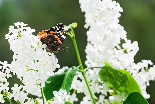 Le papillon se repose sur un lilas blanc