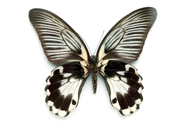 Papillon série Rare Beau Papillon