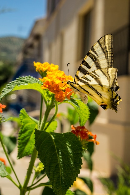 papillon en sirotant le nectar sur les fleurs jaunes