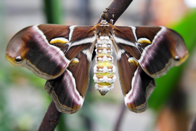 Papillon en soie