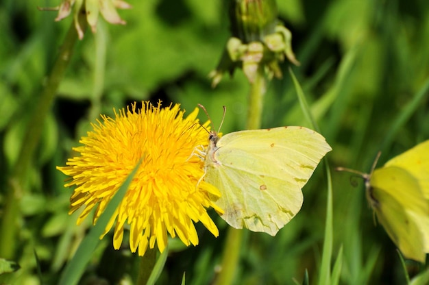 Papillon de soufre Gonepteryx rhamni sur une fleur de pissenlit sur un matin de mai ensoleillé de la région de Moscou