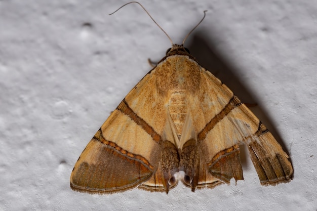 Papillon sous les ailes de l'espèce Eulepidotis juncida