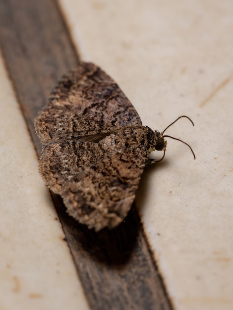 Papillon sous les ailes de la famille des Erebidae dans le sol