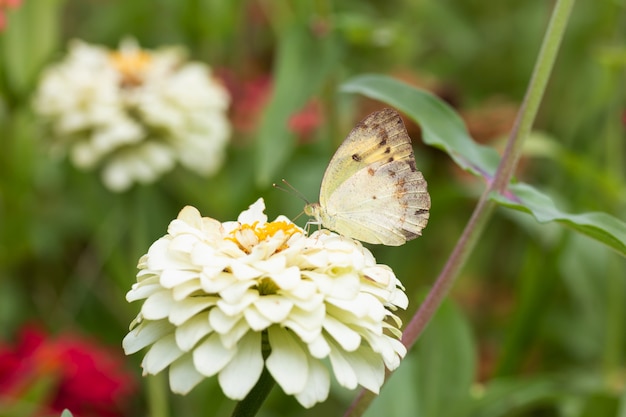 Papillon sucant le nectar du pollen dans un jardin de fleurs