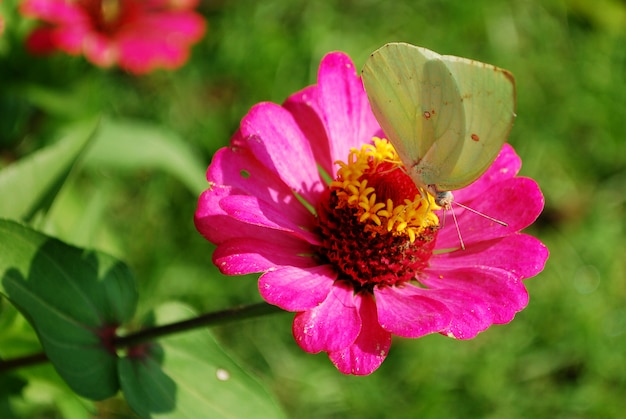 un papillon suce le nectar de la fleur