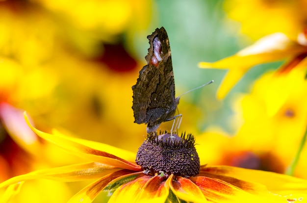 Un papillon sur un susans aux yeux noirs