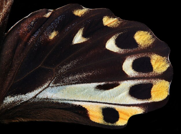 Un papillon avec des taches jaunes et noires sur ses ailes