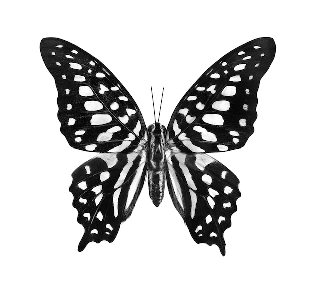 Un papillon avec des taches noires sur ses ailes