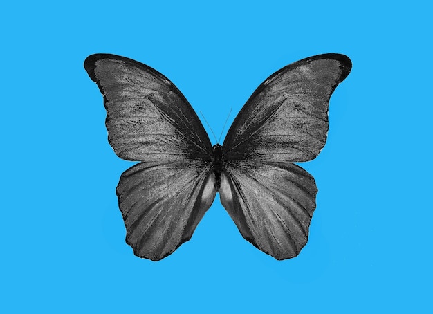 Photo un papillon avec des taches noires sur ses ailes