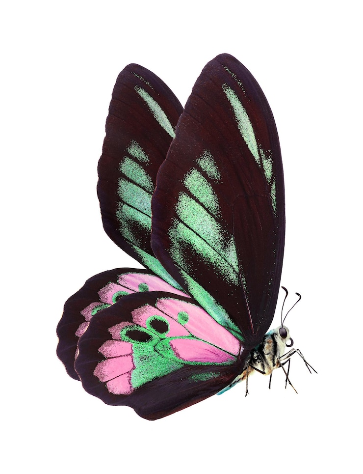 Photo un papillon avec des taches roses et vertes sur ses ailes