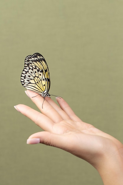 Papillon sur le texte de fond vert palmier