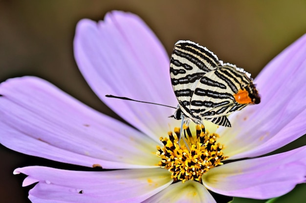 Photo papillon tigre de chêne orange et noir vibrant dans son habitat naturel, mettant en valeur sa beauté époustouflante