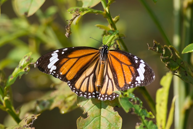 Papillon tigre commun