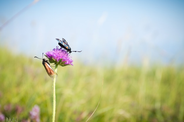 Papillon tigre écarlate sur fleur de trèfle se bouchent.