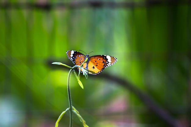 Le papillon tigre ou également connu sous le nom de papillon Danaus chrysippus reposant sur les plantes à fleurs