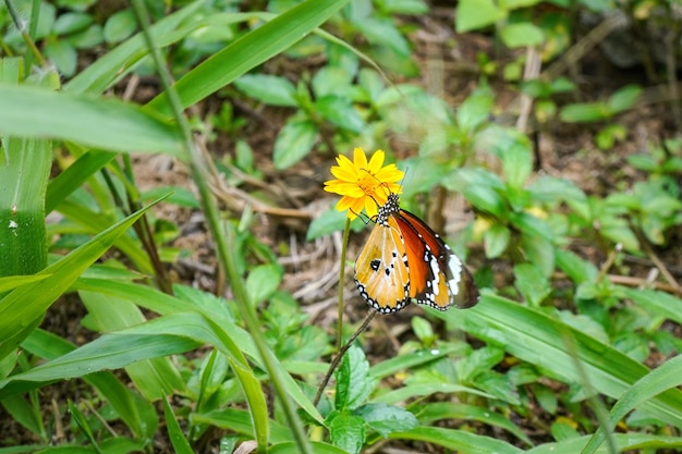 Papillon tigre ordinaire - alias African Queen - Danaus chrysippe - assis sur une petite fleur jaune, herbe verte autour.