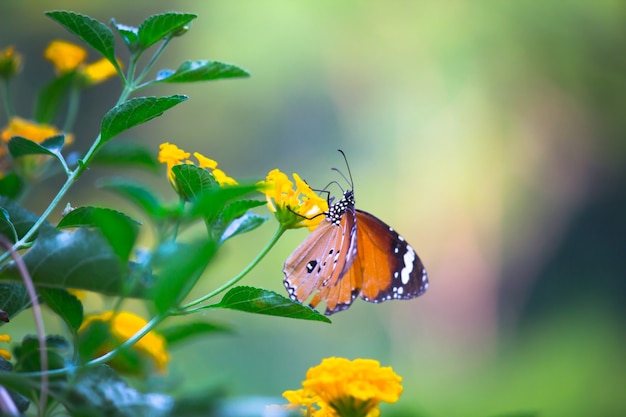 Papillon tigre ordinaire ou également connu sous le nom de papillon Danaus chrysippus reposant sur la plante à fleurs