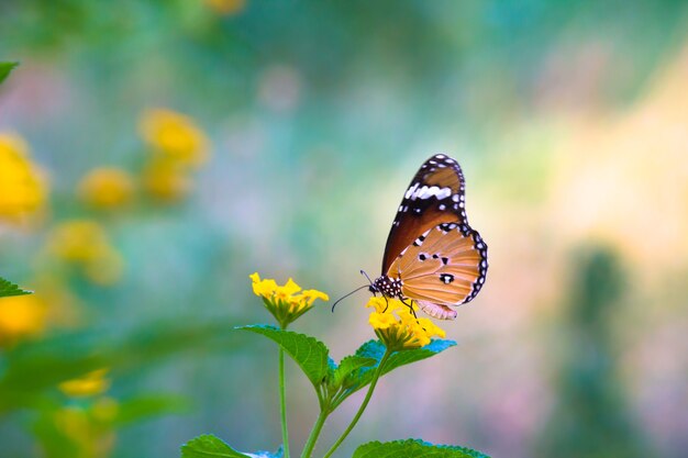 Papillon tigre ordinaire ou également connu sous le nom de papillon Danaus chrysippus reposant sur la plante à fleurs